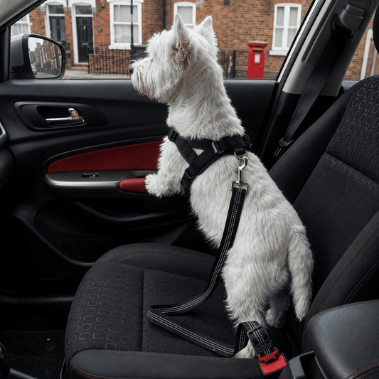 The SecureDrive: Adjustable Pet Seat Belt
